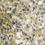 Merck Anti-phospho-NF-kappaB p65 (pSer536) antibody produced in rabbit