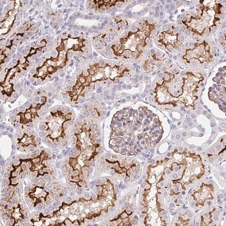 Merck Anti-FGFR1 antibody produced in rabbit