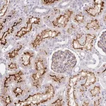 Merck Anti-FGFR1 antibody produced in rabbit