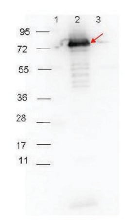 Merck Anti-Rabbit IgG (H+L), highly cross adsorbed-Peroxidase antibody produced in goat