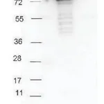 Merck Anti-Rabbit IgG (H+L), highly cross adsorbed-Peroxidase antibody produced in goat
