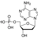 Merck 2-DEOXYADENOSINE 5-MONOPHOSPHATE FREE &