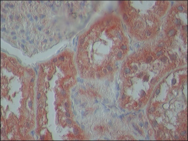 Merck Anti-TDP-43 (N-terminal region) antibody produced in rabbit