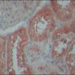 Merck Anti-TDP-43 (N-terminal region) antibody produced in rabbit