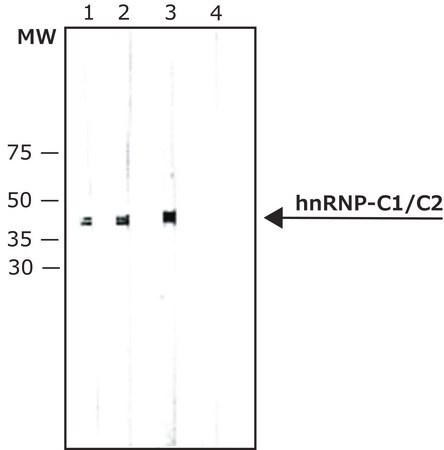 Merck Monoclonal Anti-hnRNP-C1/C2 antibody produced in mouse