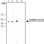 Merck Monoclonal Anti-hnRNP-C1/C2 antibody produced in mouse