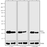 Thermo Fisher Scientific F(ab`)2-Donkey anti-Mouse IgG (H+L) Highly Cross-Adsorbed Secondary Antibody, AP