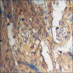 Merck Anti-phospho-Akt (pThr308) antibody produced in rabbit