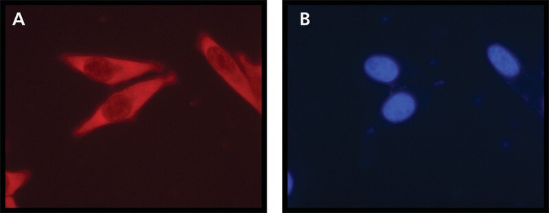 Merck Anti-Ribosomal Protein L26 (N-terminal) antibody produced in rabbit