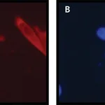 Merck Anti-Ribosomal Protein L26 (N-terminal) antibody produced in rabbit