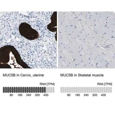 Merck Anti-MUC5B antibody produced in rabbit
