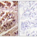 Merck Anti-IKK-gamma antibody produced in rabbit