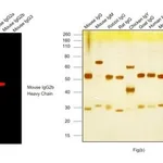 Thermo Fisher Scientific Goat anti-Mouse IgG2b Cross-Adsorbed Secondary Antibody, Alexa Fluor 594