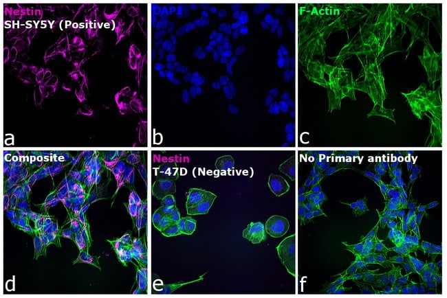 Thermo Fisher Scientific Chicken anti-Mouse IgG (H+L) Cross-Adsorbed Secondary Antibody, Alexa Fluor 647
