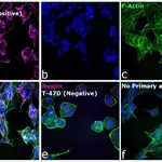 Thermo Fisher Scientific Chicken anti-Mouse IgG (H+L) Cross-Adsorbed Secondary Antibody, Alexa Fluor 647