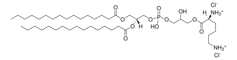 Merck 16:0 Lysyl PG