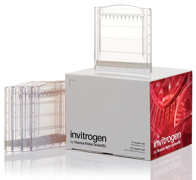 Thermo Fisher Scientific Novex Tris-Glycine Mini Protein Gels, 8%, 1.0 mm, WedgeWell format, 10 gels (1 box)
