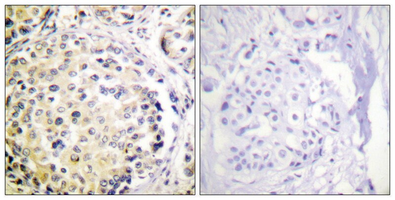 Merck Anti-Vimentin antibody produced in rabbit
