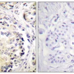 Merck Anti-Vimentin antibody produced in rabbit