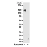 Thermo Fisher Scientific Goat anti-Rabbit IgG Fc Recombinant Secondary Antibody