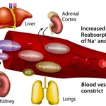 Merck ANGIOTENSIN CONVERTING ENZYME, ACE, HUMA