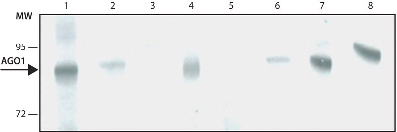Merck Monoclonal Anti-AGO1 antibody produced in rat