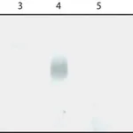 Merck Monoclonal Anti-AGO1 antibody produced in rat