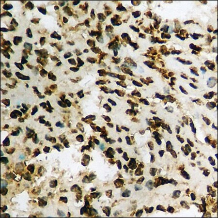 Merck Anti-phospho-WWOX (pTyr33) antibody produced in rabbit