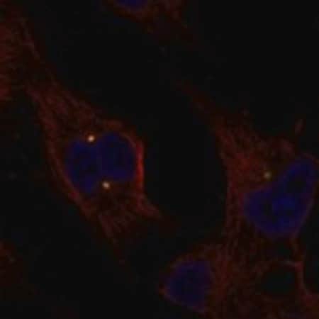 Merck Anti-EXTL1 antibody produced in rabbit