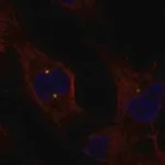 Merck Anti-EXTL1 antibody produced in rabbit