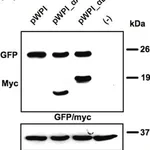 Merck ANTI-GFP, N-TERMINAL