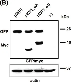 Merck ANTI-GFP, N-TERMINAL