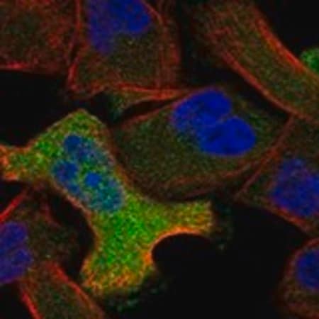 Merck Anti-ANXA6 antibody produced in rabbit
