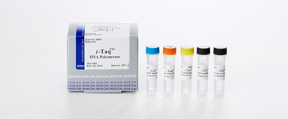Intron i-Taq™ DNA Polymerase