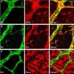 Thermo Fisher Scientific Donkey anti-Goat IgG (H+L) Cross-Adsorbed Secondary Antibody, Alexa Fluor 546
