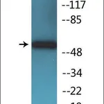 Merck Anti-phospho-SOX-9 (pSer181) antibody produced in rabbit