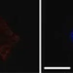 Merck ANTI-MITOFUSIN 2 (N-TERMINAL)