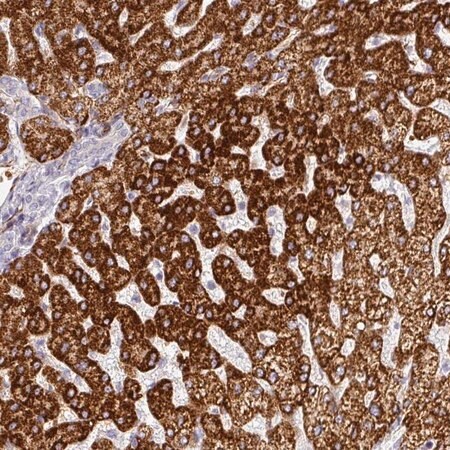 Merck Anti-PRODH2 antibody produced in rabbit