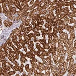 Merck Anti-PRODH2 antibody produced in rabbit