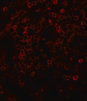 Merck ANTI-RABBIT IGG (WHOLE MOLECULE) TRITC &