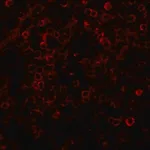 Merck ANTI-RABBIT IGG (WHOLE MOLECULE) TRITC &