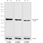Thermo Fisher Scientific Chicken anti-Rat IgG (H+L) Secondary Antibody, HRP