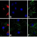 Thermo Fisher Scientific F(ab`)2-Goat anti-Rabbit IgG (H+L) Secondary Antibody, TRITC