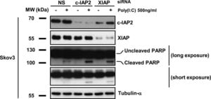 Merck MONOCLONAL ANTI-A-TUBULIN, CLONE B-5-1-2