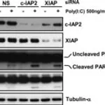 Merck MONOCLONAL ANTI-A-TUBULIN, CLONE B-5-1-2