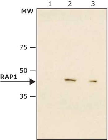 Merck Monoclonal Anti-RAP1 antibody produced in mouse