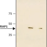 Merck Monoclonal Anti-RAP1 antibody produced in mouse