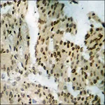Merck Anti-phospho-Tyrosine Hydroxylase (pSer19) antibody produced in rabbit