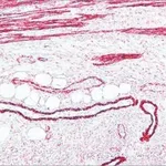 Merck ANTI-MOUSE IGG (FC FRAGMENT) ALKALINE