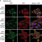 Thermo Fisher Scientific Goat anti-Rabbit IgG (H+L) Cross-Adsorbed Secondary Antibody, Alexa Fluor 647
